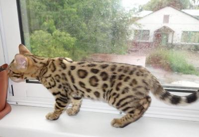 Продам котенка Бенгальская кошка - Россия, Новосибирск. Цена 10000 рублей