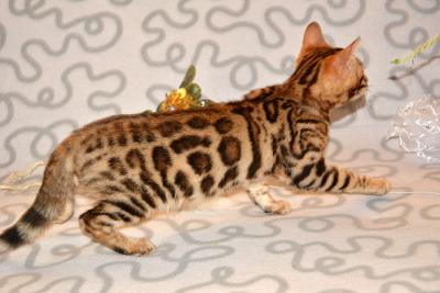 Продам котенка Бенгальская кошка - Россия, Москва. Цена 10000 рублей