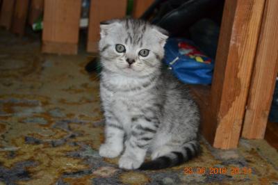 Продам котенка Скотиш фолд - Украина, Киев. Цена 1600 гривен