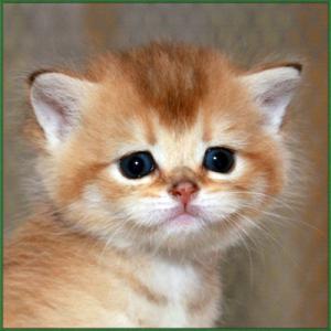 Продам котенка Британская кошка - Россия, Санкт-Петербург, Санкт-Петербург. Цена 15000 рублей