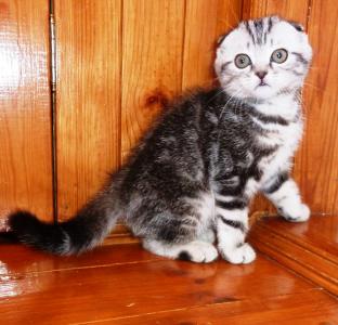 Продам котенка Скотиш фолд - Украина, Киев. Цена 3000 гривен