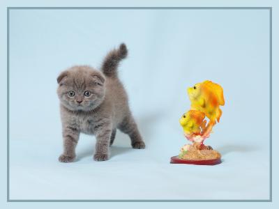 Продам котенка Скотиш фолд - Украина, Одесса. Цена 1800 гривен