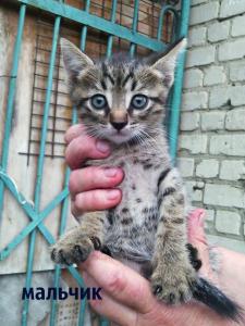 Отдам котят в добрые руки Беспородная - Россия, Саратов