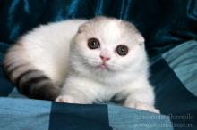 Продам котенка scottish fold - Russia, Rostov-na-Donu. Цена 1000 долларов. Котята из питомника Sharmila - Russia, Rostov-na-Donu