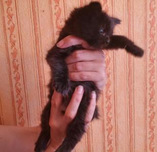 Продам котенка Курильский бобтейл - Россия, Пермь. Цена 10000 рублей