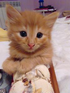 Отдам котят в добрые руки Сибирская кошка - Россия, Самара