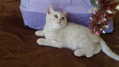 Продам котенка Британская кошка - Эстония, Силламяэ. Цена 70 евро