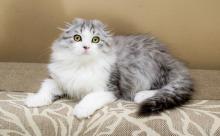 Продам котенка scottish fold - Ukraine, Uzhgorod. Цена 1300 евро. Котята из питомника Molfar cattery - Ukraine, Uzhgorod