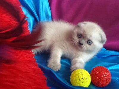 Продам котенка Скотиш фолд - Беларусь, Витебск. Цена 200 долларов