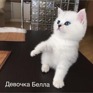 Продам котенка Британская кошка, Британская шиншилла - Россия, Нижний Новгород. Цена 20000 рублей