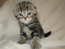 Kittens for sale scottish fold, scottish fold - USA, Texas, ABILENE . Price 350 $
