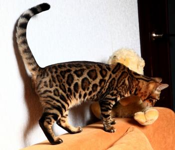Продам котенка Бенгальская кошка - Украина, Харьков. Цена 15000 гривен