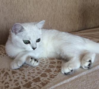 Продам котенка Британская кошка - Россия, Москва. Цена 15000 рублей
