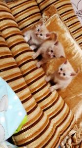 Продам котенка Британская кошка - Россия, Новосибирск. Цена 1000 рублей