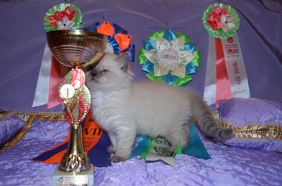 Продам котенка Невская маскарадная - Украина, Днепропетровск. Цена 3000 гривен