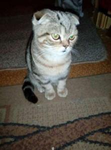 Продам котенка Британская кошка - Украина, Харьков. Цена 1500 гривен