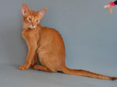 Продам котенка Абиссинская кошка - Украина, везде. Цена 1000 евро