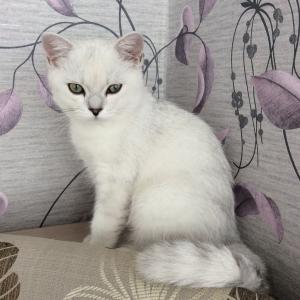 Продам котенка Британская кошка - Россия, Москва. Цена 40000 рублей
