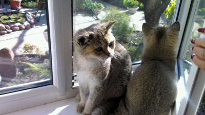 Продам котенка Британская кошка, золотая шиншилла - Россия, Краснодар. Цена 40000 рублей