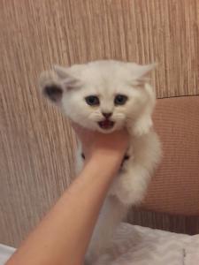 Продам котенка Шиншилла - Россия, Краснодар. Цена 7000 рублей