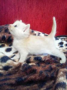 Продам котенка Скотиш страйт - Украина, Днепропетровск. Цена 400 гривен