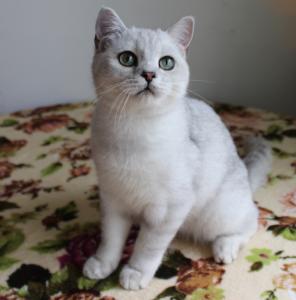 Продам котенка Британская кошка - Россия, Москва. Цена 10000 рублей