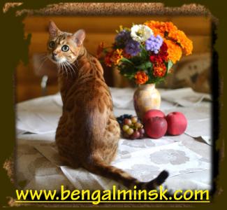 Продам котенка Бенгальская кошка - Эстония, Таллинн. Цена 800 евро. Котята из питомника 