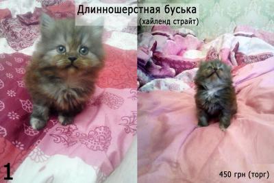 Продам котенка Британская кошка - Украина, Днепропетровск. Цена 400 гривен