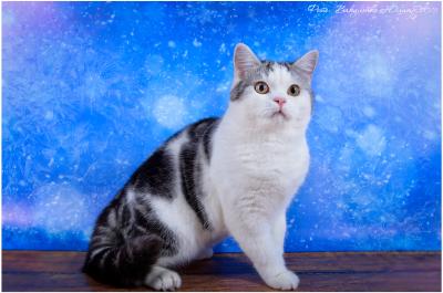 Продам котенка Британская кошка, короткошерстная  - Россия, Москва. Цена 50000 рублей