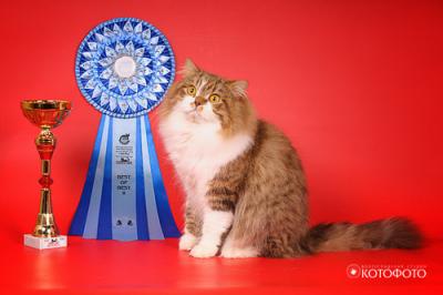 Продам котенка Британская кошка - Россия, Москва. Цена 75000 рублей