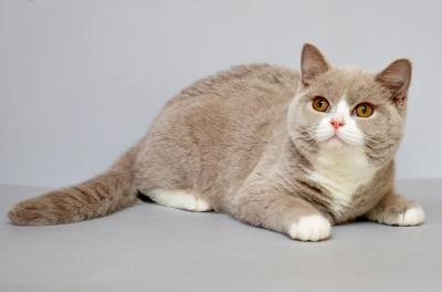 Продам котенка Британская кошка - Молдавия, Кишинёв. Цена 300 евро