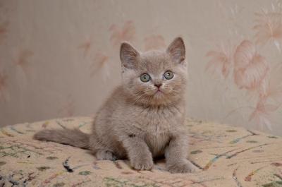 Продам котенка Британская кошка - Украина, Полтава. Цена 3000 гривен