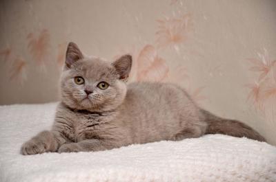 Продам котенка Британская кошка - Украина, Львов. Цена 3000 гривен
