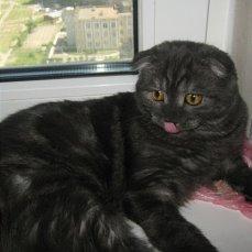 Ищу кошку для вязки Британская кошка, британец - Украина, Киев. Цена 200грн гривен