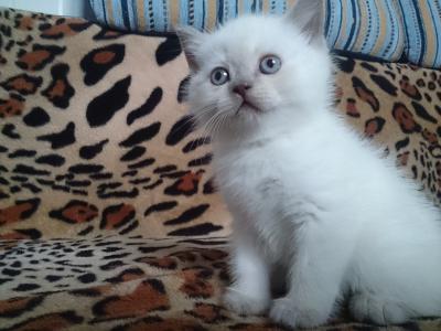 Продам котенка Британская кошка, 1 - Беларусь, Могилев. Цена 120 рублей