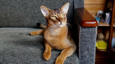 Ищу кота для вязки Абиссинская кошка - Россия, Москва. Цена 4000 рублей