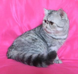 Продам котенка Экзотическая кошка - Россия, Омск. Цена 5000 рублей