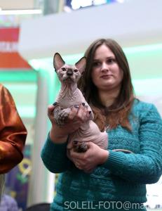 Продам котенка Канадский сфинкс - Россия, Тула. Цена 20000 рублей