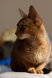 Ищу кота для вязки Абиссинская кошка - Россия, Краснодар
