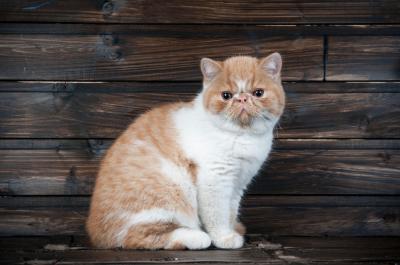 Продам котенка Экзотическая кошка - Россия, Орёл. Цена 1000 долларов