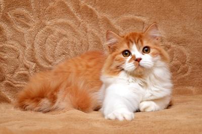 Продам котенка Шотландская вислоухая - Украина, Киев. Цена 3000 гривен