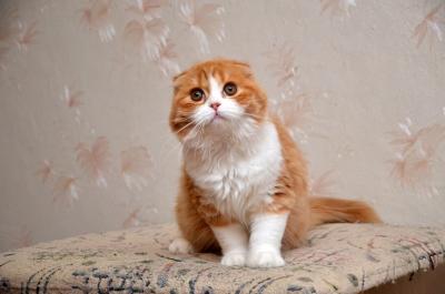 Продам котенка Шотландская вислоухая - Украина, Одесса. Цена 3000 гривен