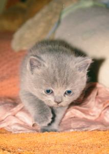 Продам котенка Британская кошка - Украина, Харьков. Цена 900 гривен