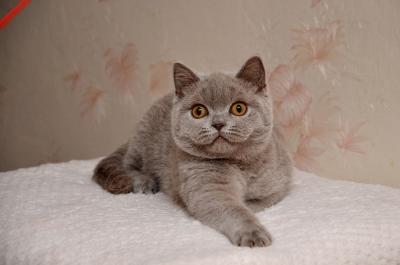 Продам котенка Британская кошка - Украина, Одесса. Цена 4000 гривен