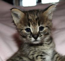 Kittens for sale other cat breed,  savannah - USA, Texas, Houston