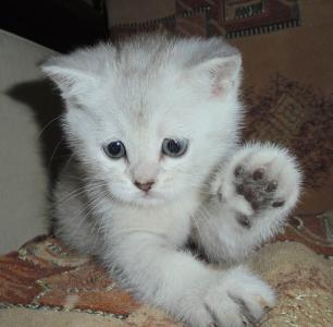 Продам котенка Британская кошка - Россия, Чебоксары. Цена 8000 рублей