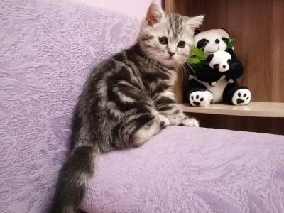 Продам котенка Британская кошка - Россия, Ижевск. Цена 6000 рублей