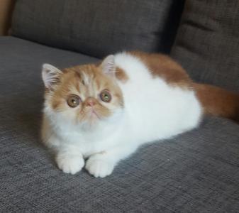 Продам котенка Экзотическая кошка - Эстония, Таллин. Цена 500 евро