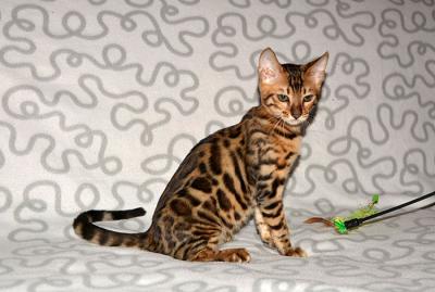 Продам котенка Бенгальская кошка - Россия, Москва. Цена 10000 рублей