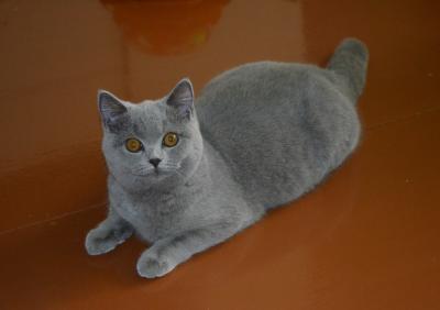 Продам котенка Британская кошка - Россия, Рязань
